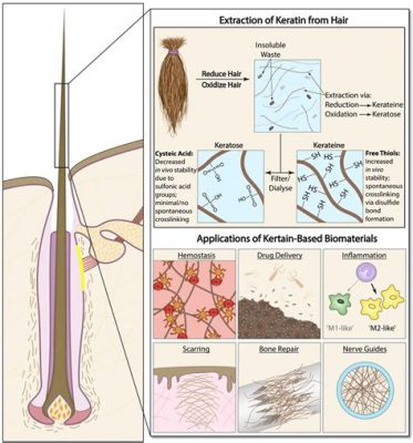  Keratin: The Unexpected Superhero of Biomaterials and Regenerative Medicine!